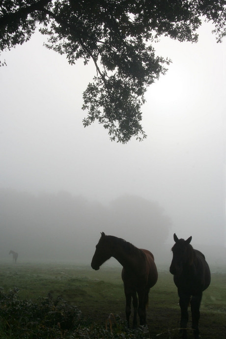 Paardjes in de mist