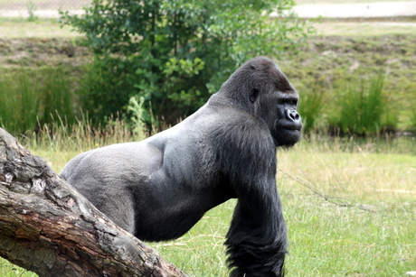 Gorilla