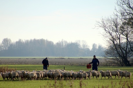 Schapen gaan naar binnen.