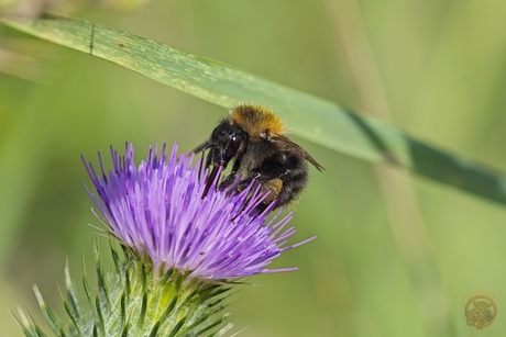 Akkerhommel