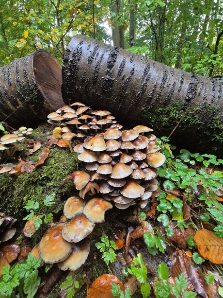 Groep paddenstoelen 