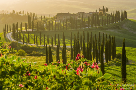 Cypressen in Val d'Orcia