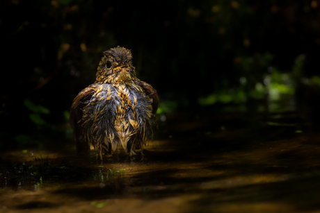juveniel roodborstje in bad