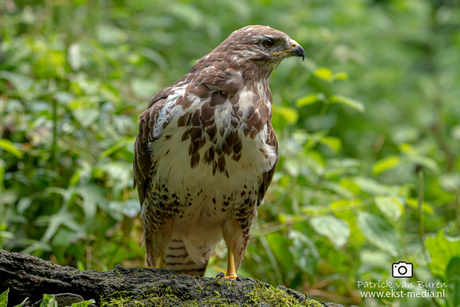 Buizerd op zoek naar een hapje