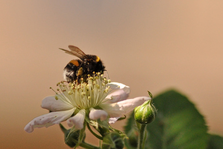 Win-win: de hommel het stuifmeel, wij de braam