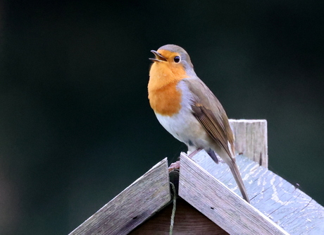 roodborst