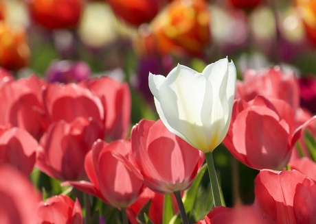 De witte tulp