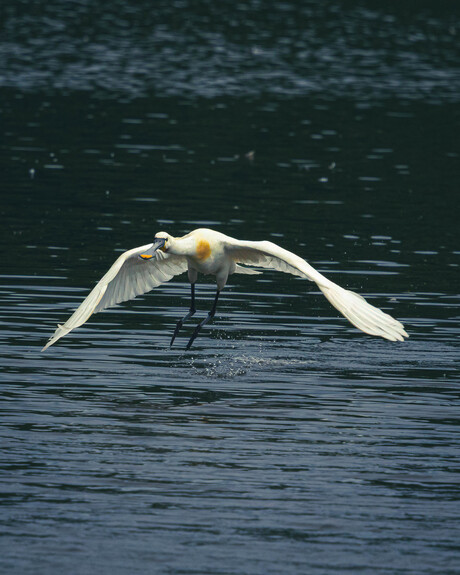 De lepelaar (Platalea leucorodia)