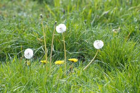 paardenbloem  en koolzaad 