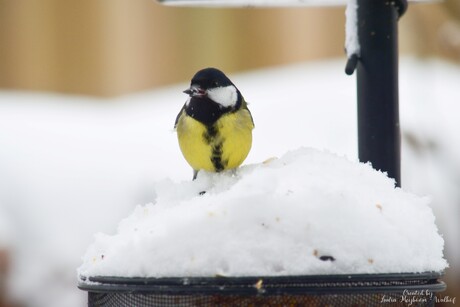 Koolmeesje in de Sneeuw❄️