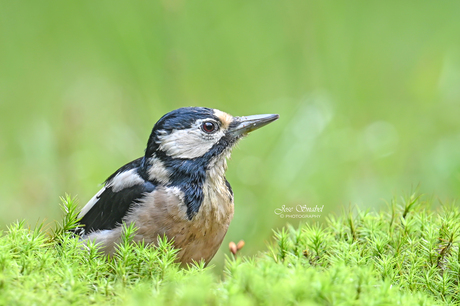 Juveniele bonte specht