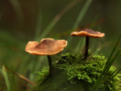 samen de herfst vieren