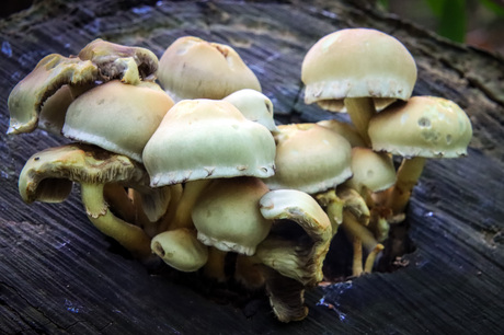 Met z'n allen in een boomstam