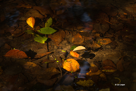 Herfst in het water.