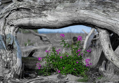 Framed by Nature!