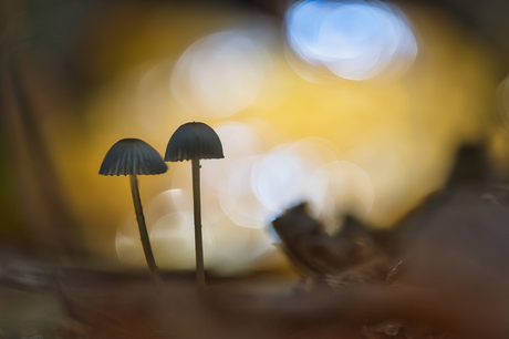 Paddenstoeltjes