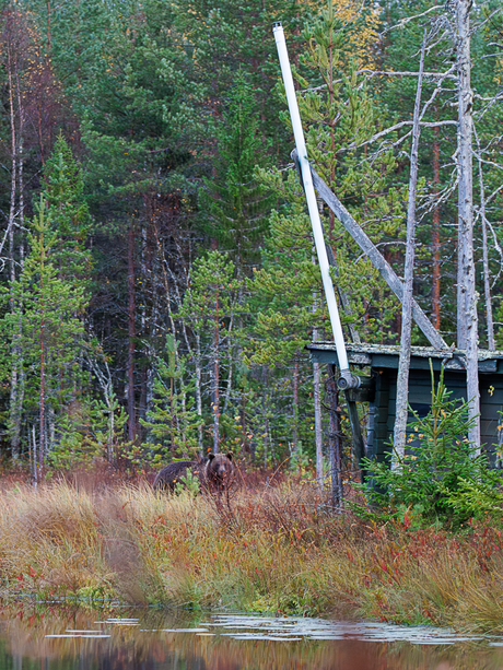 Wild Brown Bear