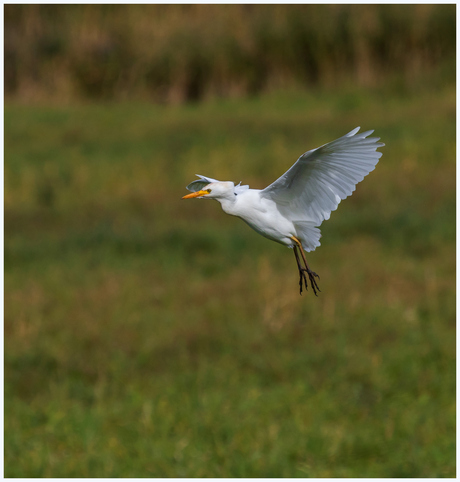 Koereiger.