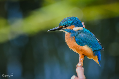 Jonge ijsvogel.