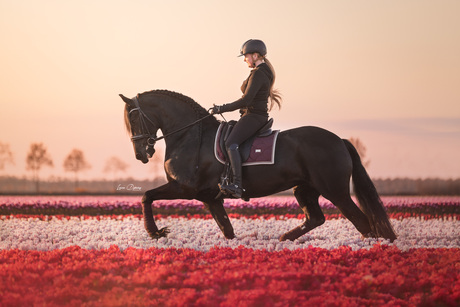 Fries paard tussen de tulpen
