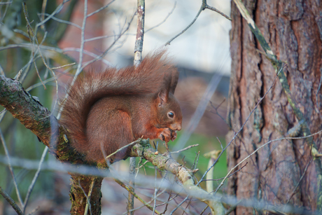eekhoorn geniet van een dennenappel