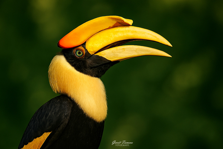 Dubbelhoornige neushoornvogel