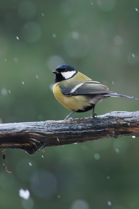 Koolmeesje tijdens een sneeuwbui