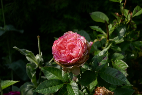 Rozen 