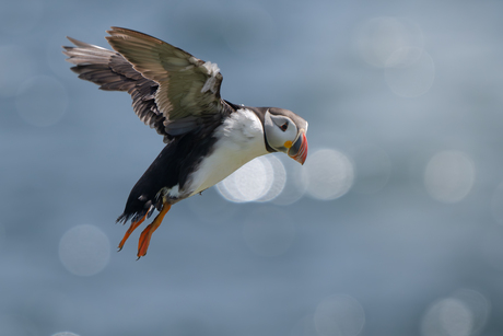 Puffin in vlucht
