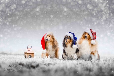 Fijne kerst gewenst