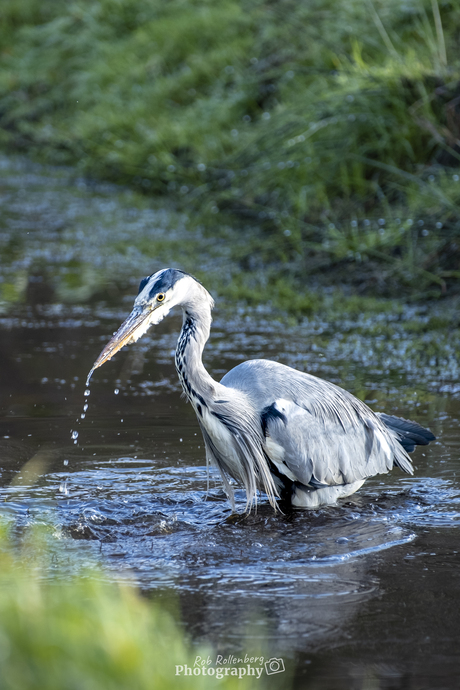 Blauwe reiger mist net zijn hapje