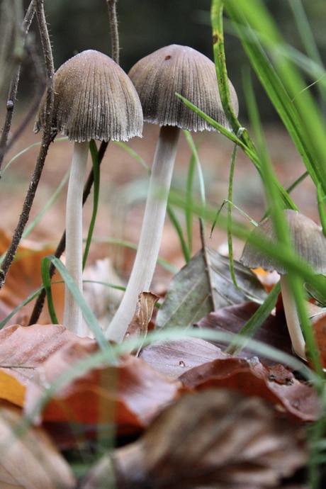 Slangenburg paddenstoelen pracht