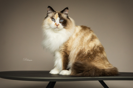 Ragdoll Shira in de Studio