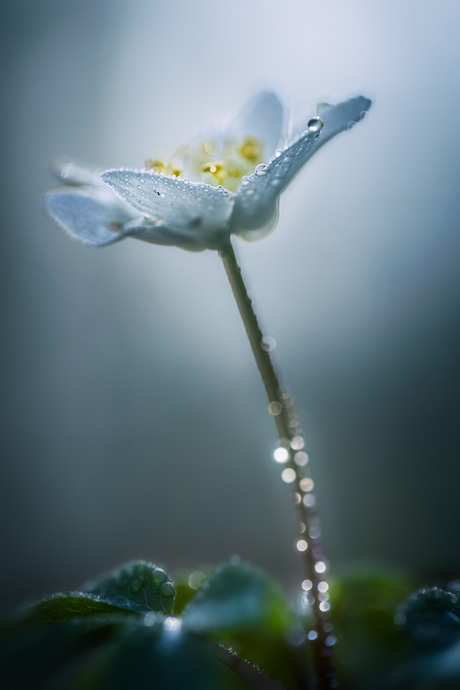 Bosanemoon na regenbui 