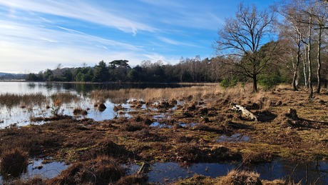 Het Leersumse veld - 28 januari 2024