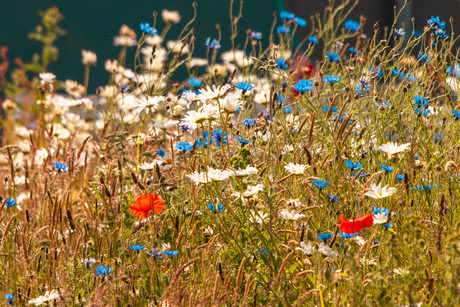Zomer bloemen