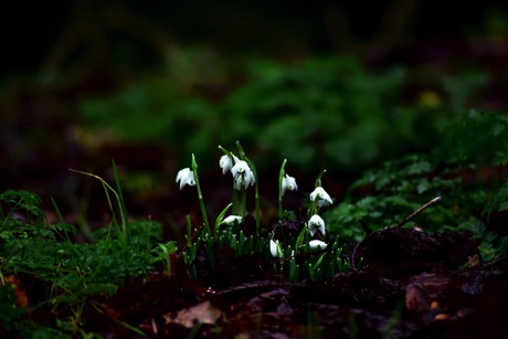 Sneeuwklokjes 
