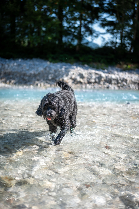 Hond geniet van de rivier