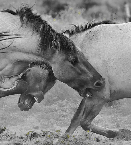 Konikpaarden 