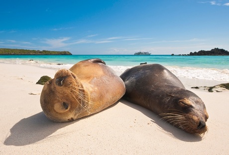 Badgasten op de Galapagos