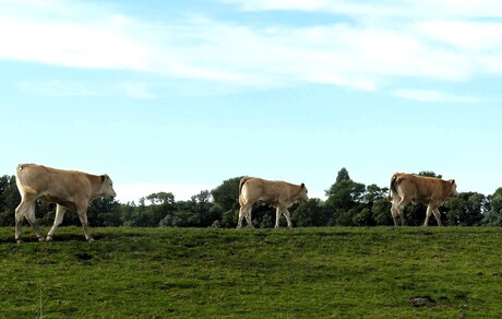 P1250543   Koeien fam  onderweg naar de Boerderij nr2   Rustig  aan  Moeders  14  juli 2024  