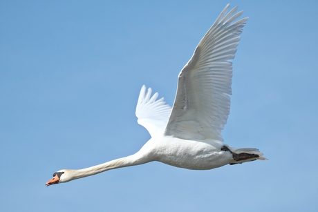 Zwaan