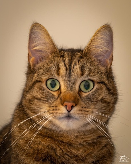 Pip, portret in puurheid