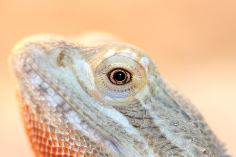 Portret van mn Baardagaam