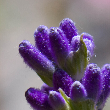 Lavendel in de knop