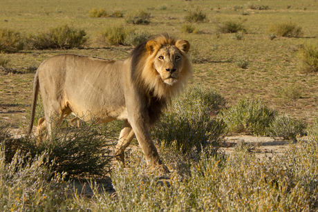 Leeuw Kalahari