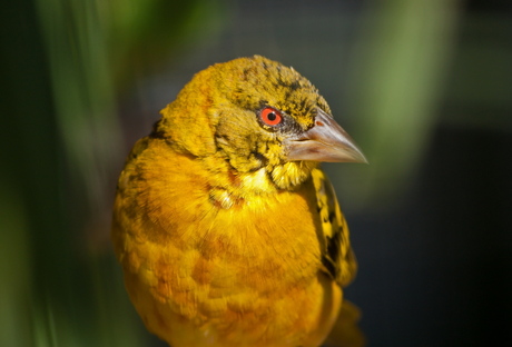 Wevervogel