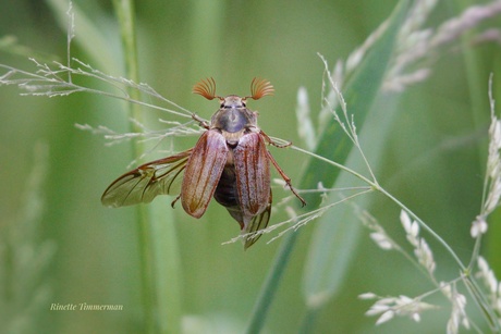 Meikever in het gras