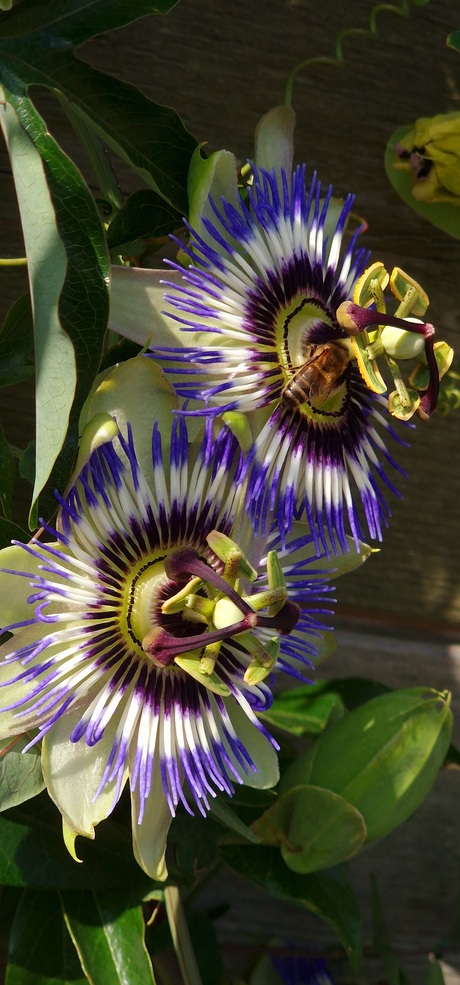 Passiebloem 