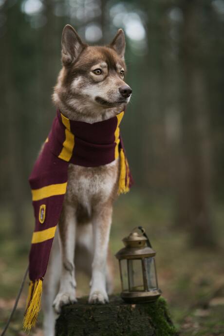 Hond in het bos met sjaal en lantaarn